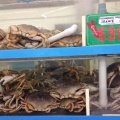 新顺发的龙虾和螃蟹现