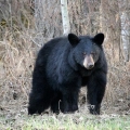 内州首次猎熊季结束 1